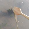 Handmade paddles Pine canoe Remo de madera para canoa - Image 3